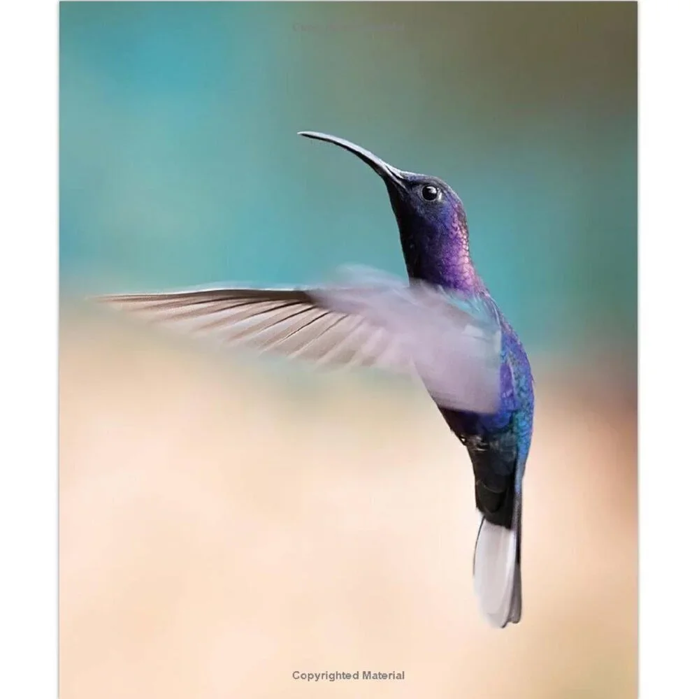 Birds of Instagram: Extraordinary Images from Around the World Hardcover Book